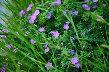Geranium flowers in a flower bed with a park