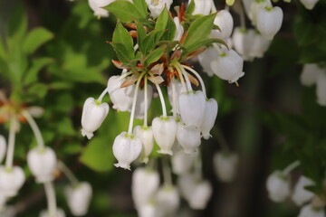 春の庭に咲くドウダンツツジの白い花