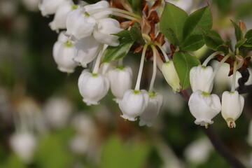 春の庭に咲くドウダンツツジの白い花