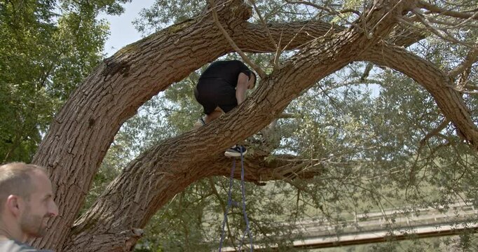 A man climbs a tree in nature. He sets up a slack line for exercise.