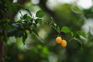 yellow plums, mirabelle, fruit tree, summer garden, organic fruits, fresh harvest, green leaves,...