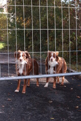 Two dogs standing in front of a fence