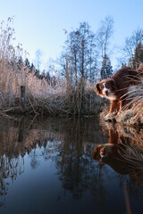 Brown dog is standing in a field of tall grass by a body of water