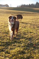 Dog is walking in a field with another dog behind it