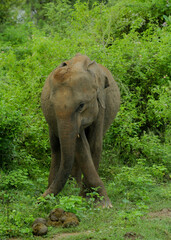 Wild Elephant in Udawalawe National Park, Sri Lanka