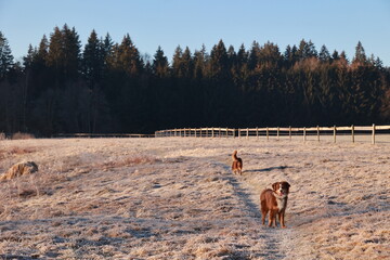 Two dogs are walking in a field with a fence in the background