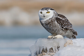 Snowy owl perched on an icy outcrop against a winter landscape
