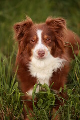 Brown and white dog is laying in the grass