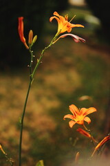 Obraz premium orange lily flower, daylily, blooming flower, close up, shallow depth of field, green background, garden flower, macro nature, summer flower, soft focus, floral photography, botany, vibrant colors