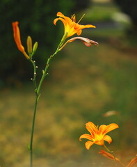 Obraz premium orange lily flower, daylily, blooming flower, close up, shallow depth of field, green background, garden flower, macro nature, summer flower, soft focus, floral photography, botany, vibrant colors