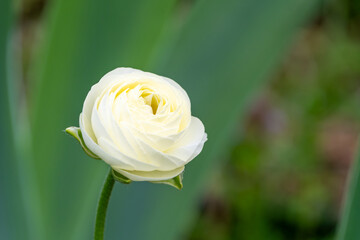 緑の背景に咲くクリーム色のラナンキュラス