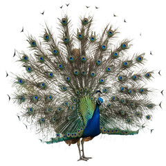 Majestic Peacock: A Stunning Display of Feathers © noor