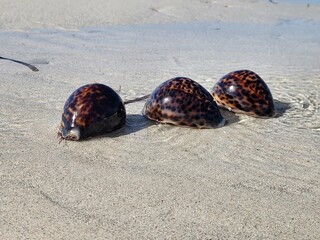 coquillage porcelaine tigre, madagascar