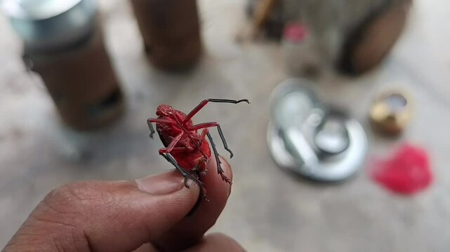 The insect in the image is a planthopper, likely belonging to the genus Kalidasa within the family Fulgoridae, also known as lantern bugs or lanternflies. 