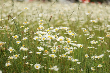 Field of white flowers with yellow centers