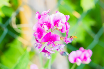 pink and white flowers