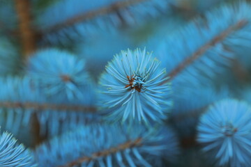 blue spruce, pine needles, close up, macro, evergreen tree, conifer branch, nature background, soft...