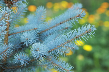 blue spruce, pine needles, close up, macro, evergreen tree, conifer branch, nature background, soft...