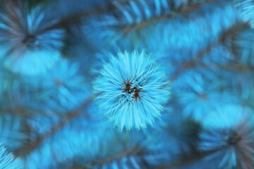 Obraz premium blue spruce, pine needles, close up, macro, evergreen tree, conifer branch, nature background, soft focus, bokeh, abstract nature, Christmas tree, natural texture, winter plant, forest detail, vibrant