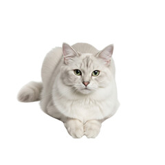 Obraz premium Elegant siberian cat with light fur and gentle eyes posed on white background