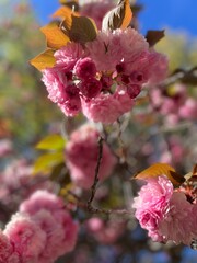 pink sakura blossom