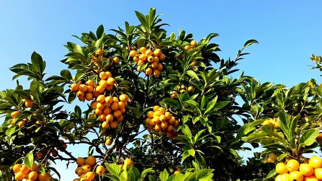How about naming the image Pineapple and oranges on trees v