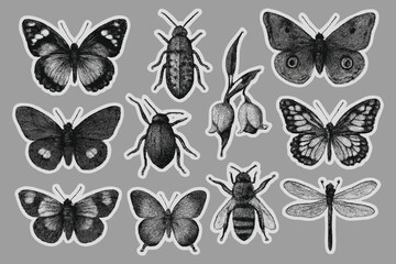 Collection of vintage style insect illustrations including butterflies beetles a bee and dragonfly in monochrome