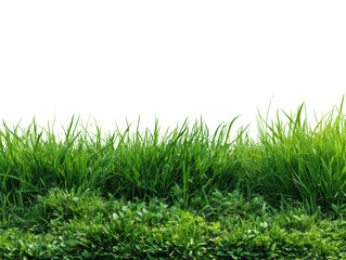 Fototapeta premium Lush green grass growth nature low angle view. Isolated on transparent background, png.