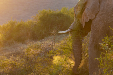 An African bush elephant (Loxodonta africana) in its natural habitat near Gqeberha (Port Elizabeth), Eastern Cape, South Africa. Captured in the wild, showcasing the majesty of African wildlife.