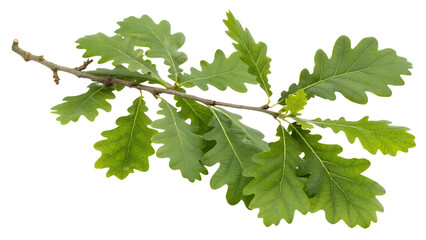 Fototapeta premium Oak branch with green leaves isolated PNG with Transparent Background