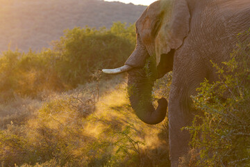 An African bush elephant (Loxodonta africana) in its natural habitat near Gqeberha (Port Elizabeth), Eastern Cape, South Africa. Captured in the wild, showcasing the majesty of African wildlife.