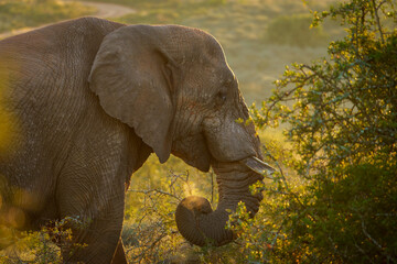 An African bush elephant (Loxodonta africana) in its natural habitat near Gqeberha (Port Elizabeth), Eastern Cape, South Africa. Captured in the wild, showcasing the majesty of African wildlife.