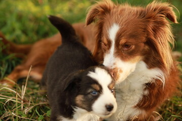 A brown and white dog is laying on the grass next to a smaller dog