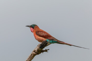 Southern Carmine Bee-eater