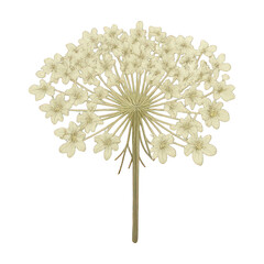 PNG Vintage floral botanical illustration