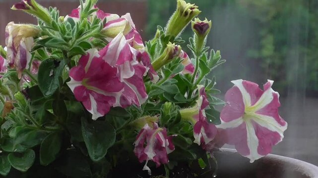 Pink Petunias in Heavy Rain