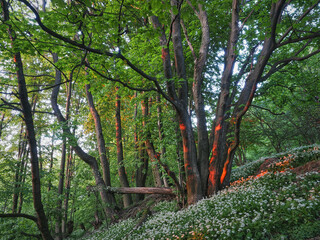 Góra Tuł. Czosnek niedźwiedzi. Beskidzki las. Beskid Mały, Śląsk Cieszyński © filozofgrecki