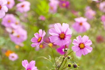 Obraz premium 鮮やかなコスモス