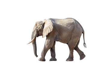 Elephant strolling calmly isolated on transparent background