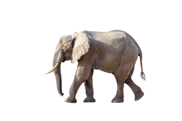 Elephant strolling calmly isolated on transparent background