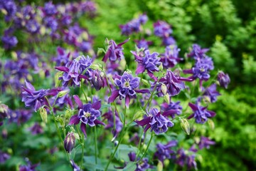 Flower plant Watershed, a genus of herbaceous perennial plants of the Buttercup family.