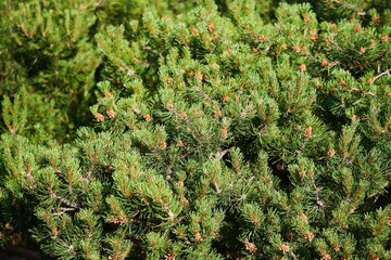A mountain pine plant. Low coniferous plant of northern latitudes, close-up.