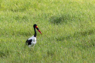 Saddle-billed Stork