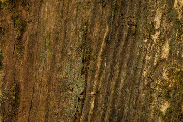 The bark of a beech tree displays soft, layered surfaces interwoven with delicate moss and lichen,...