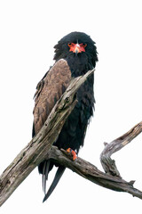 Bateleur