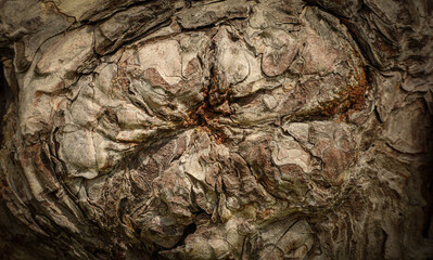 Coniferous tree bark (Pinus sylvestris) with intricate and fancy patterns on the bark. Suitable for backgrounds, wallpapers and textures, series "Texture of tree bark".