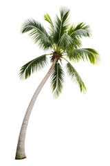 Solitary Palm: A graceful, isolated palm tree stands tall, its verdant fronds reaching towards the clear sky. a visual embodiment of tropical serenity and a symbol of tropical nature.