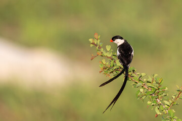 Pin-tailed Whydah