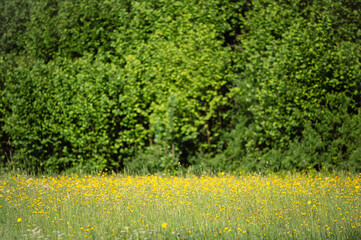 A field od wildflowers in front of forest