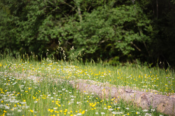 A fallen tree among od wildflowers with forest background